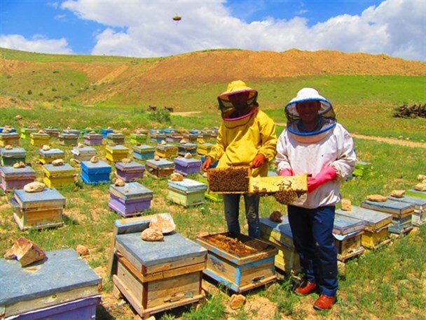 ۲۱۹ هزار کلنی زنبور عسل در کهگیلویه و بویراحمد وجود دارد/ بیشترین تولید عسل در بویراحمد