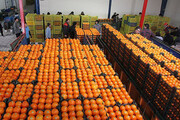 ۱۰۵۰ تن سیب و پرتقال در قم عرضه می‌شود