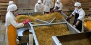 رونق فعالیت صنایع تبدیلی بخش کشاورزی در آذربایجان شرقی