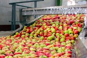 سهم ۴.۵ درصدی آذربایجان شرقی از صادرات محصولات کشاورزی کشور