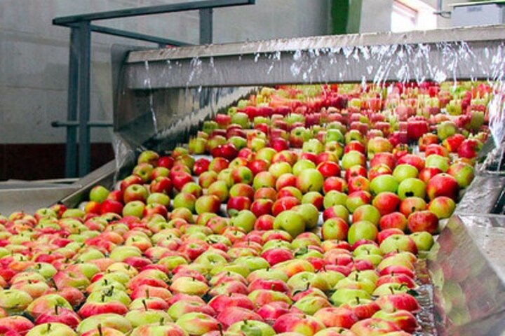 سالانه ۴.۲ میلیون تن انواع محصولات کشاورزی در کرمانشاه تولید می شود
