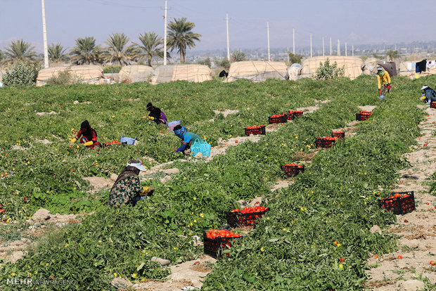 کشت گوجه فرنگی در زنجان کاهش یافت