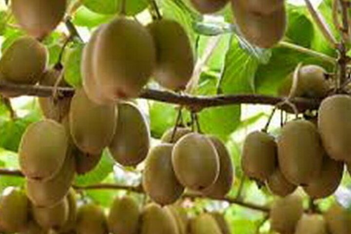 صادرات کیوی مازندران به هندوستان از سر گرفته شد