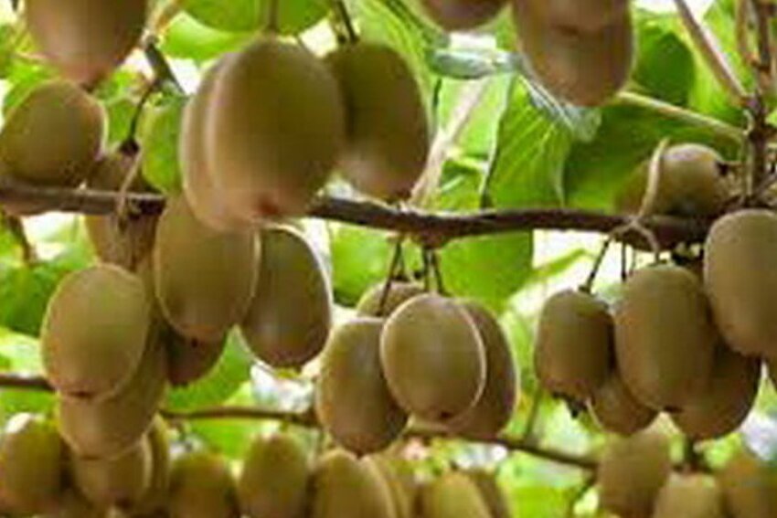 قیمت ۷ تا ۱۰ هزار تومانی کیوی در باغات مازندران
