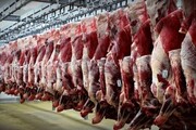 ۱۵۰ تن گوشت منجمد در استان قزوین توزیع شد