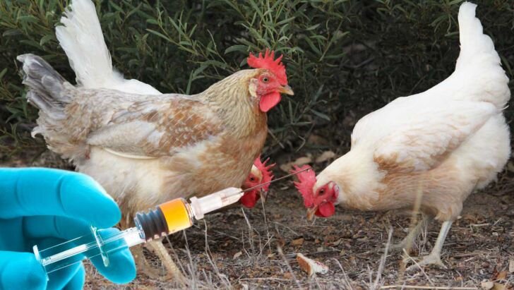 تولیدکننده برای بقا، مرغ هورمونی تولید می کند / غذای ناسالم دست پخت اقتصاد ناسالم است