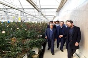 افتتاح ۳ واحد گلخانه ورامین با ۱۲۱میلیارد ریال سرمایه‌گذاری/ ۵۰ نفر شاغل می‌شوند