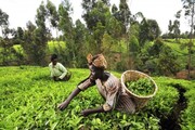 در سال ۲۰۲۰ چه اتفاقی برای کشاورزی آفریقا می‌افتد؟
