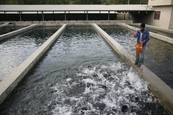 تولید ۲۵۸۰ تن ماهی پرورشی و ۱۶ میلیون قطعه ماهی زینتی در البرز 