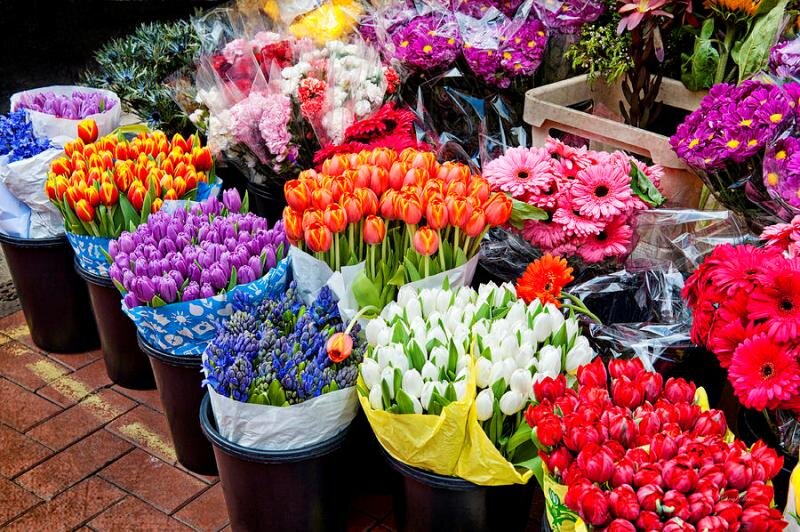 قیمت گل و گیاه در تهران اعلام شد/کاهش ۵۰ درصدی قیمت ها