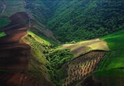 ۶۲۰ هکتار از عرصه های طبیعی مازندران جنگل کاری می شود