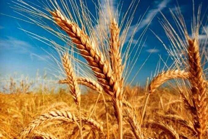 گندمزارهای مازندران افزایش یافت/ کاهش کشت کلزا گندمزارهای مازندران افزایش یافت/ کاهش کشت کلزا