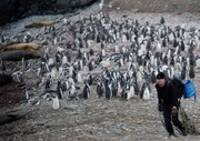 کاهش تعداد پنگوئن های قطبی بر اثر تغییرات اقلیمی