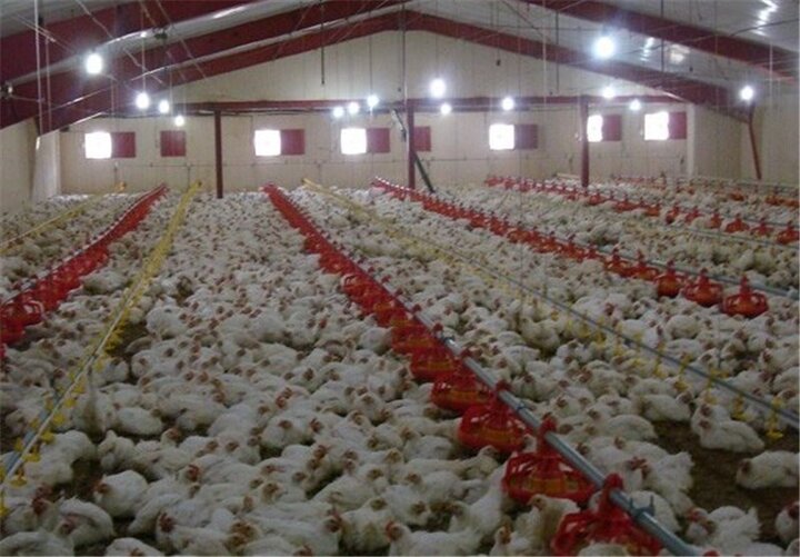 ۱۵۰ واحد تولید مرغ گوشتی استان مرکزی با ۶۰ درصد ظرفیت فعالیت می کنند