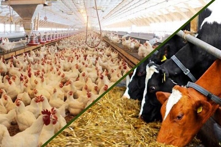اصفهان قطب تولیدات با کیفیت دامی است| عدم حمایت از تولیدکنندکنندگان اصفهان قطب تولیدات با کیفیت دامی است| عدم حمایت از تولیدکنندکنندگان