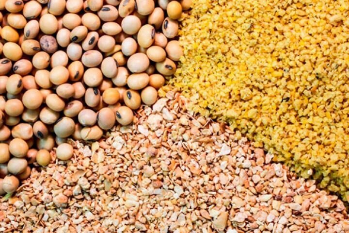 تامین و تولید ۸۰ درصد بذر غلات مورد نیاز کشاورزان استان همدان