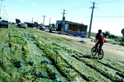 اعتراض کشاورزان جنوب استان کرمان به افت شدید قیمت خیار