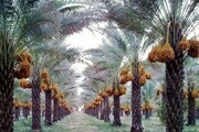 ۴۵ درصد از تولیدات باغی سیستان و بلوچستان به خرما اختصاص دارد