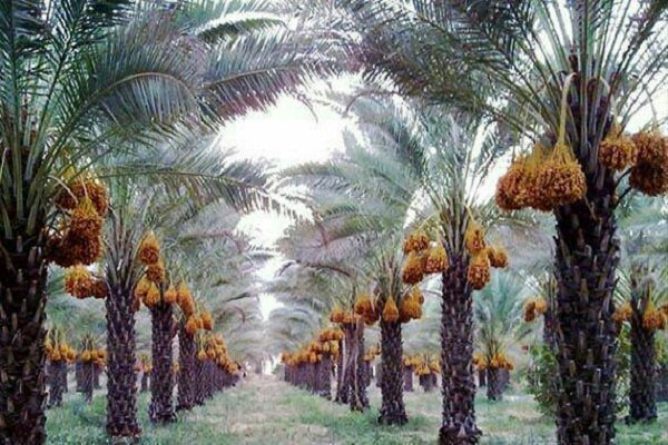 صنعت خرما و نخیلات در استان بوشهر مکانیزه شود