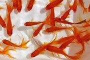 گرانی و کورس ماهی قرمز و سفید در مازندران