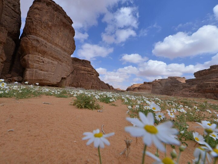 عربستان