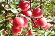 گران‌قیمت ترین سیب‌های عسلی‌ جهان