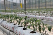 شیوه‌های نوین کشاورزی نسخه رهایی از خشکسالی؛ گلخانه‌های مشهد توسعه پیدا می‌کند