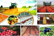 غفلت از ظرفیت‌های متنوع کشاورزی؛ جای خالی سرمایه‌گذار در صنایع تبدیلی