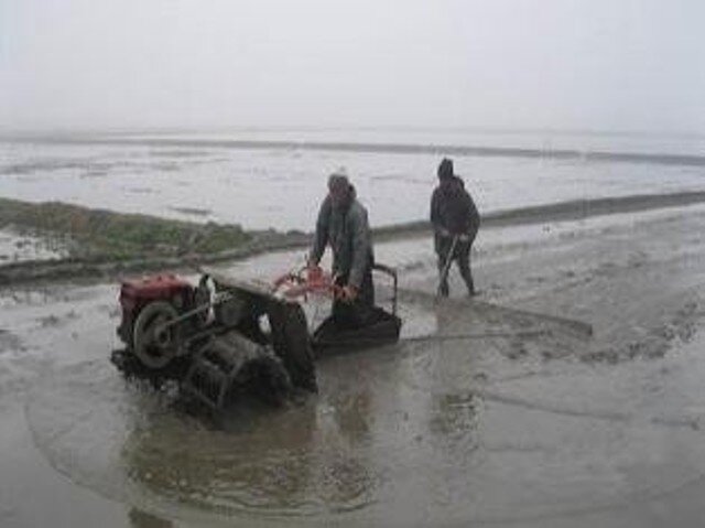  اولین مزرعه ارگانیک برنج کشور در مازندران اجرا شد