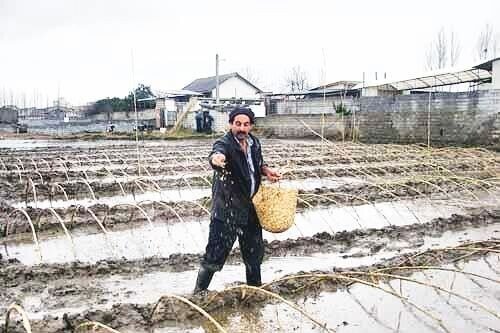 خزانه گیری برنج در شالیزارهای قزوین آغاز شد