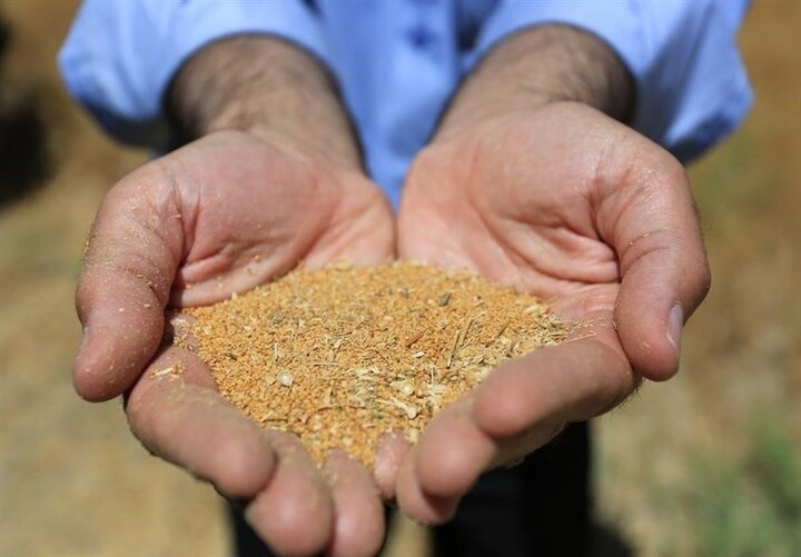 کشت دیم کاملینا، راهکاری برای افزایش تولید دانه‌­های روغنی در کشور