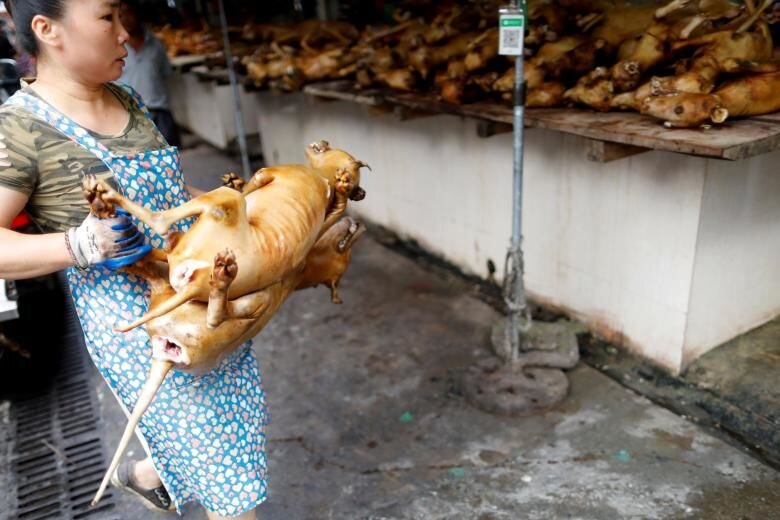 کرونا پای حیوانات وحشی را از سفره چینی ها قطع کرد