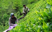 پرداخت ۶۶ درصد مطالبات چایکاران