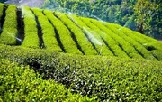 جهش قابل توجه در تولید چای ایرانی/ کرونا با چای منتقل نمی‌شود