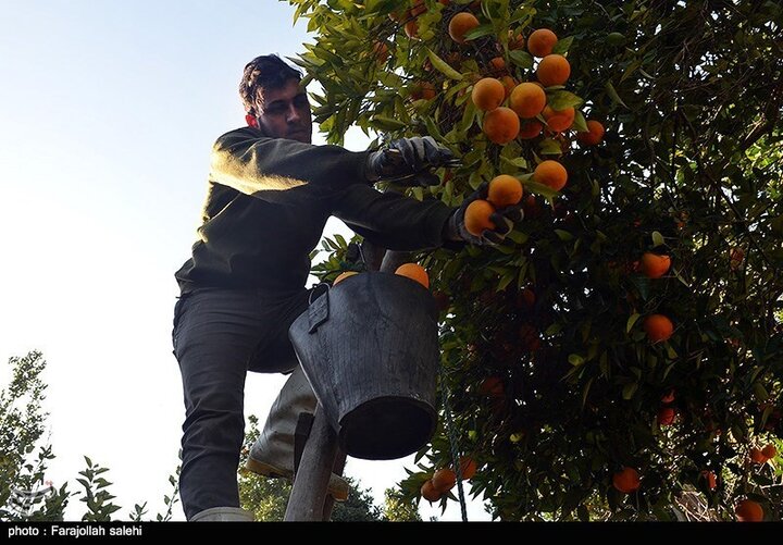  ۳۰۰ هزار تن نارنگی نوبرانه در مازندران تولید می‌شود