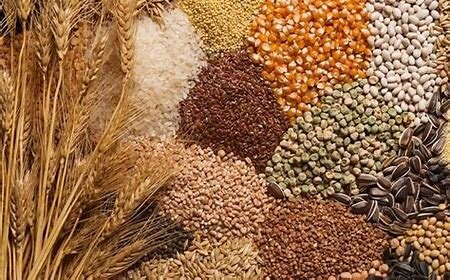 آمادگی برای برداشت غلات و خرید تضمینی محصولات