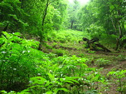پوشش جنگل‌های طبیعی کشور به ۱۴.۳ میلیون هکتار رسید