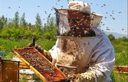 یک‌هزار و ۱۰۷ تُن عسل در استان مرکزی تولید شد