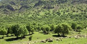 سطح جنگل‌های طبیعی ایران به ۱۴.۳ میلیون هکتار رسید