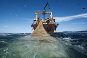 رشد ۳۳ درصدی صید فانوس ماهیان در آب‌های عمان