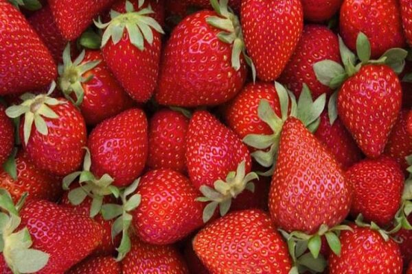 پیش بینی برداشت ۳۰۰ تن توت فرنگی از مزارع سردشت