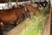 ۲۰ هزار گوساله‌پرواری روی دست دامداران استان مرکزی مانده است