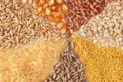 صادرات ۵۰۰ تن فرآورده خام دامی از قزوین به کشورهای خارجی