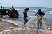 کاهش ۶۰ درصدی صید ماهی سفید در مازندران