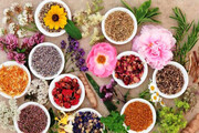 رنگ و بوی ۱۲۰۰گونه گیاهی کهگیلویه و بویراحمد در محصولات سینره/ صادرات ۵۰درصد محصولات