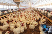 سالانه حدود هفت هزار تن گوشت مرغ در خاش تولید می‌شود