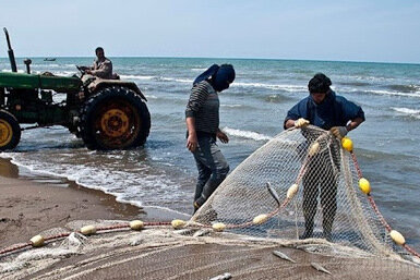  ۲۴۱ تن ماهی کیلکا در مازندران صید شد