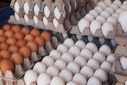 تولید روزانه ۲۰۰۰ ‌کیلوگرم تخم مرغ در یک مزرعه/ تولید سالانه به ۷۰۰ ‌تن می رسد