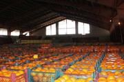 ۳۰۰ هزار تن کیوی و پرتقال از مازندران صادر شد
