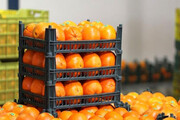 عرضه مستقیم پرتقال درجه یک تامسون شمال در فروشگاه های منتخب
